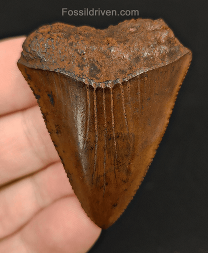 2.02" Fossil Great White Tooth - Meherrin River - 100% Authentic - Fossil Driven