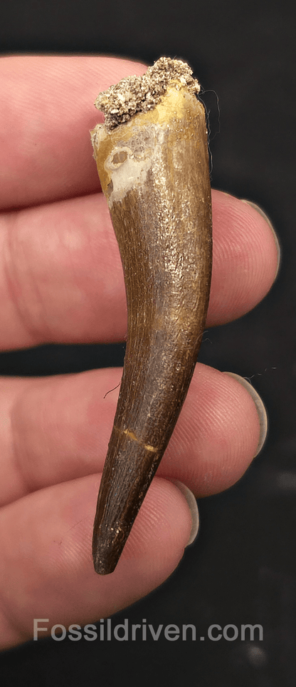2.02" Fossil Plesiosaur (Zarafasaurus) Tooth - Morocco - Fossil Driven