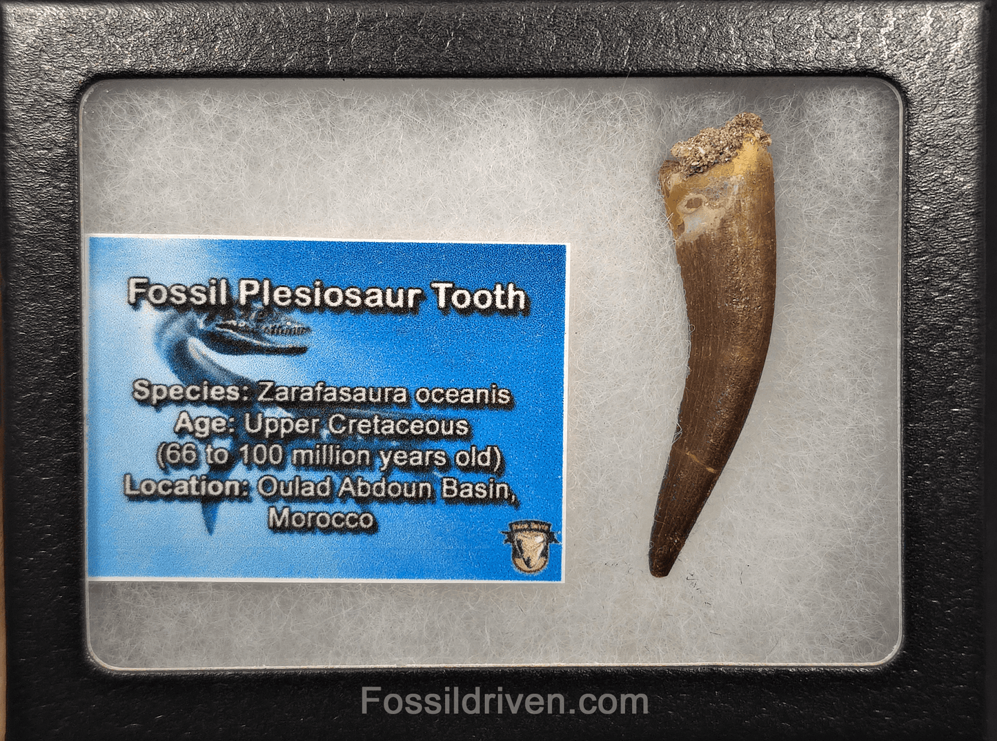 2.02" Fossil Plesiosaur (Zarafasaurus) Tooth - Morocco - Fossil Driven