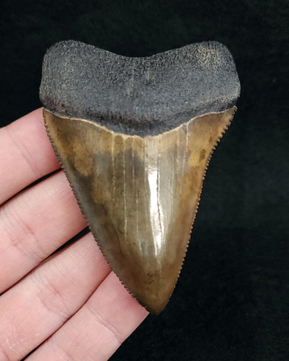 HUGE! 3.04" Fossil Great White Shark Tooth