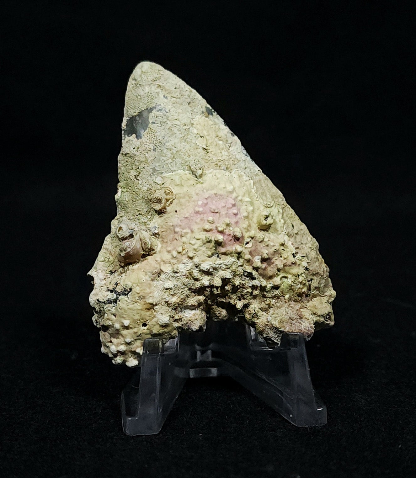 Encrusted 2.54" Fossil Megalodon Tooth - Venice, FL