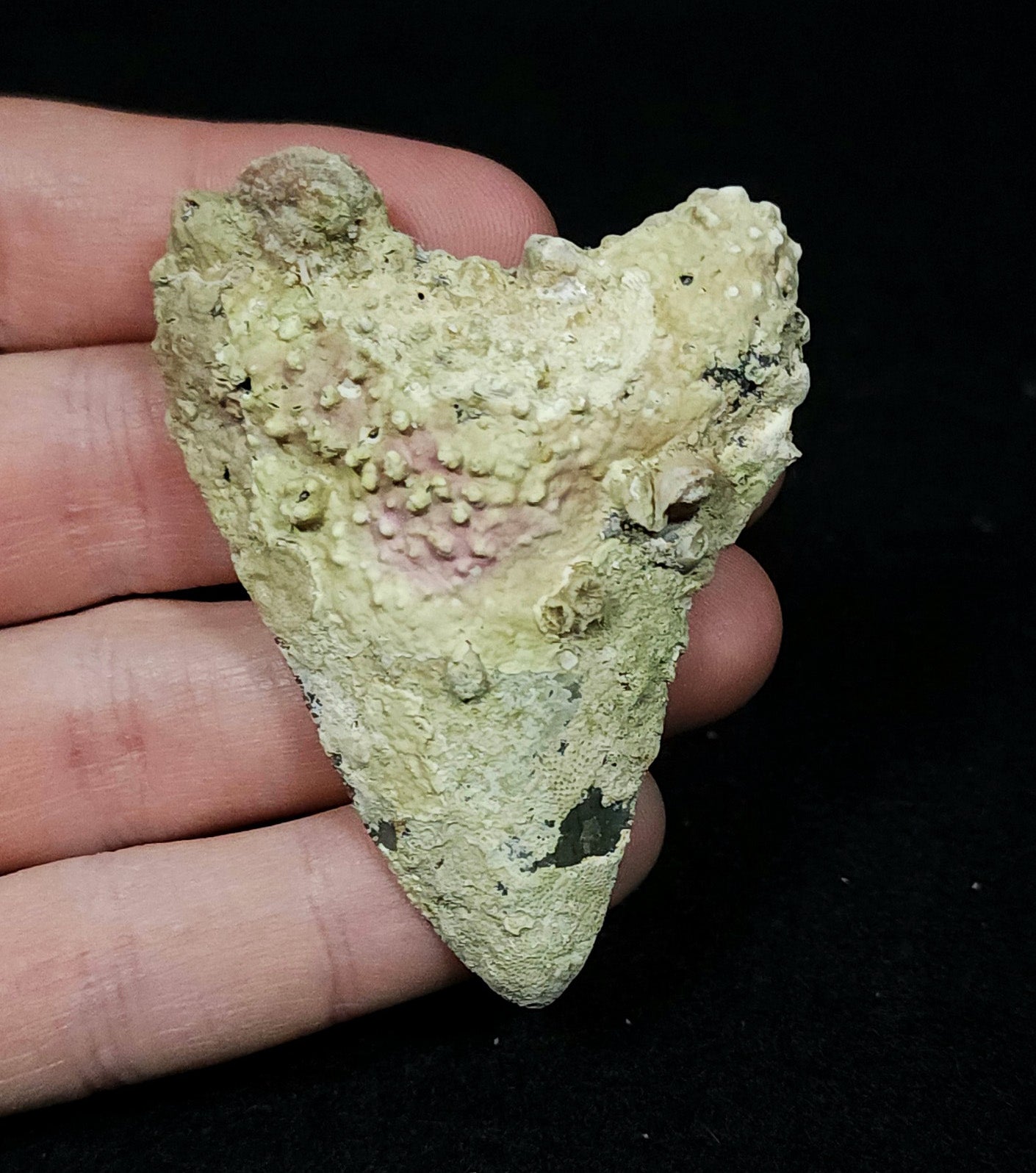 Encrusted 2.54" Fossil Megalodon Tooth - Venice, FL
