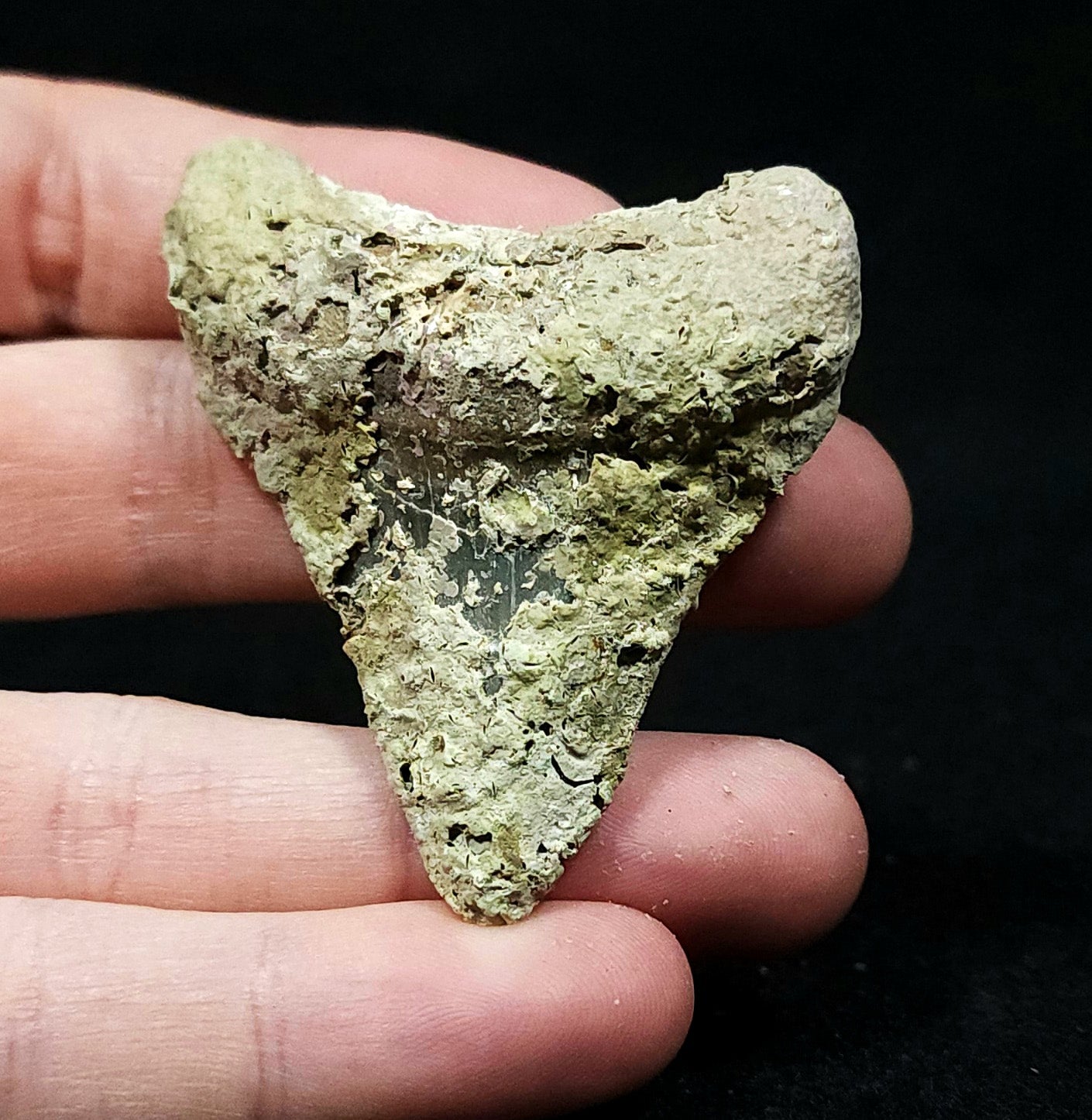Encrusted, 2.34" Fossil Megalodon Tooth - Venice, Florida