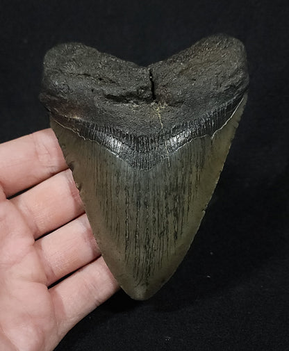 Authentic, 4.56" Fossil Megalodon Tooth - South Carolina