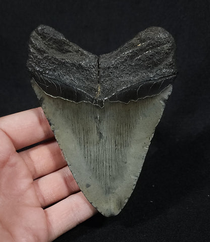 Authentic, 4.56" Fossil Megalodon Tooth - South Carolina