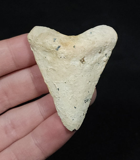 Encrusted 2.23" Fossil Megalodon Tooth - Venice, FL