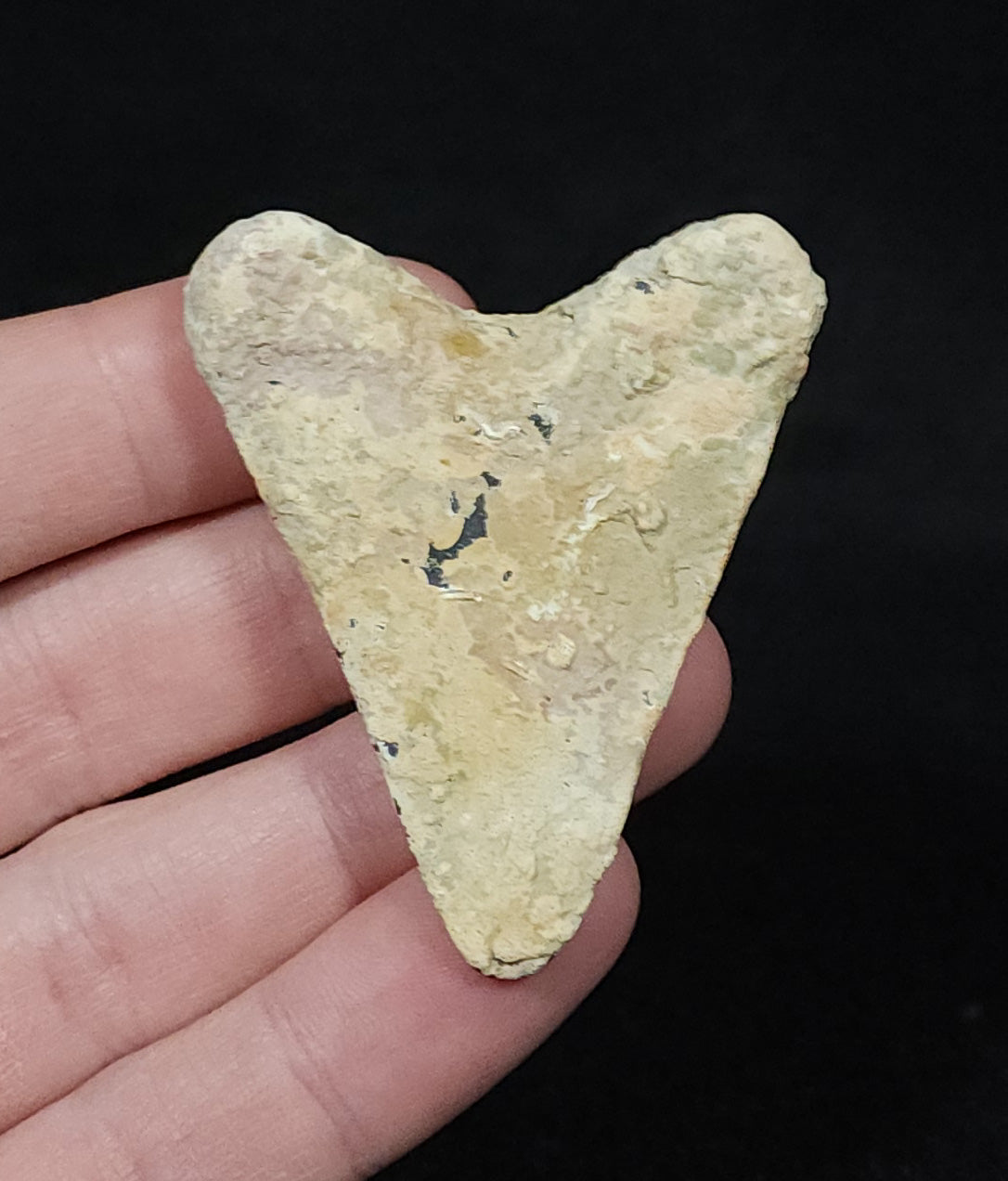 Encrusted 2.23" Fossil Megalodon Tooth - Venice, FL