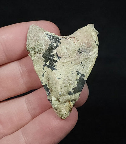 Encrusted 1.85" Fossil Megalodon Tooth - Venice, FL