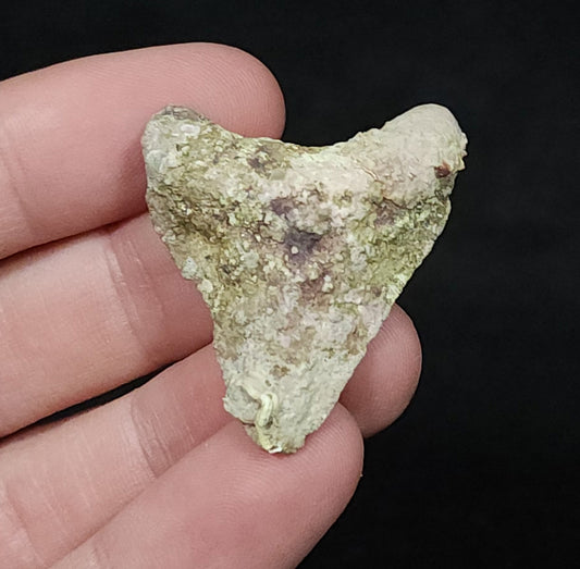 Encrusted 1.61" Fossil Megalodon Tooth - Venice, FL