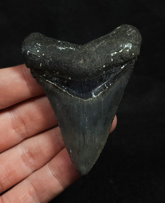 Authentic 3.03" Fossil Megalodon Tooth - Venice, FL