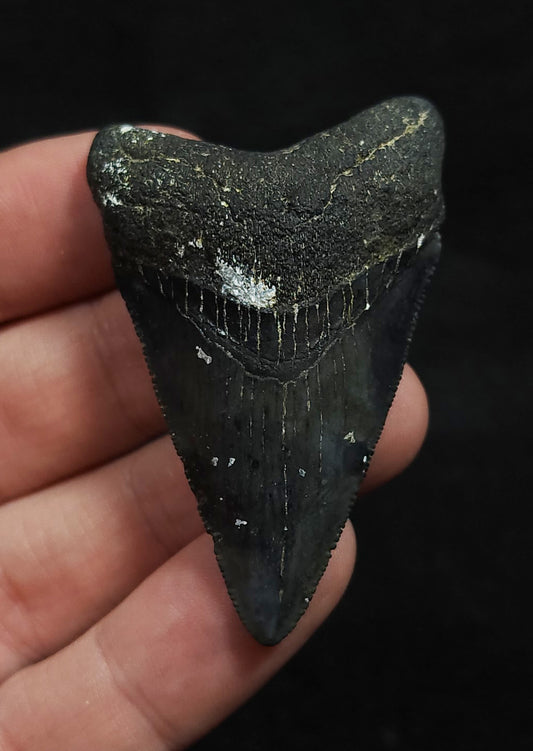 Authentic 2.25" Fossil Megalodon Tooth - Venice, FL