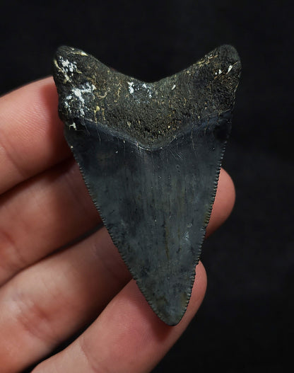 Authentic 2.25" Fossil Megalodon Tooth - Venice, FL