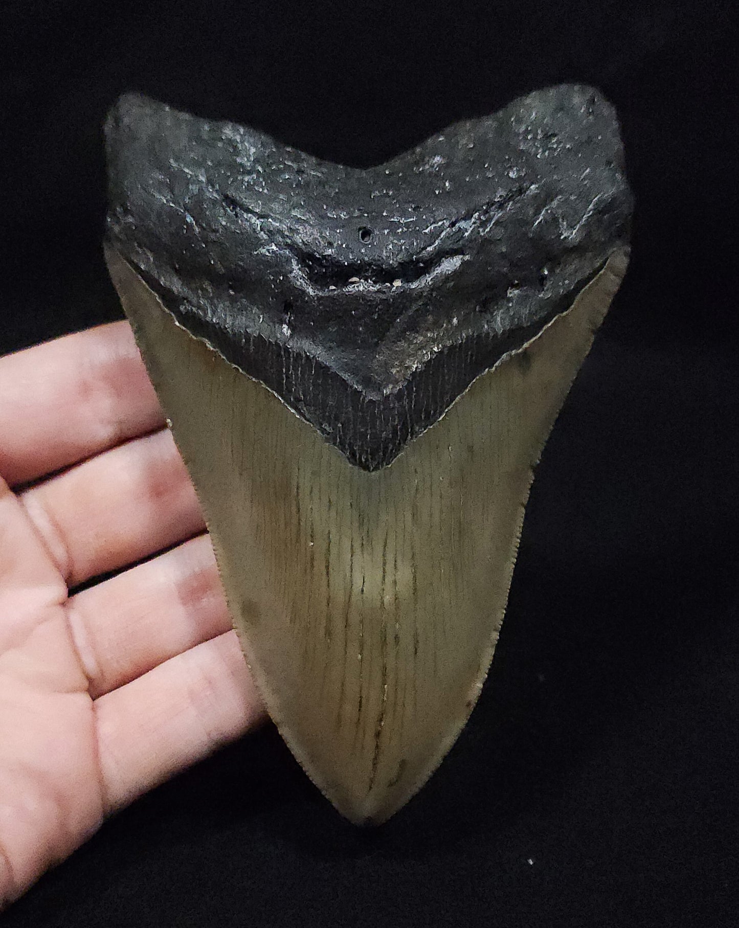 Authentic 5.03" Fossil Megalodon Tooth - Meg Ledge
