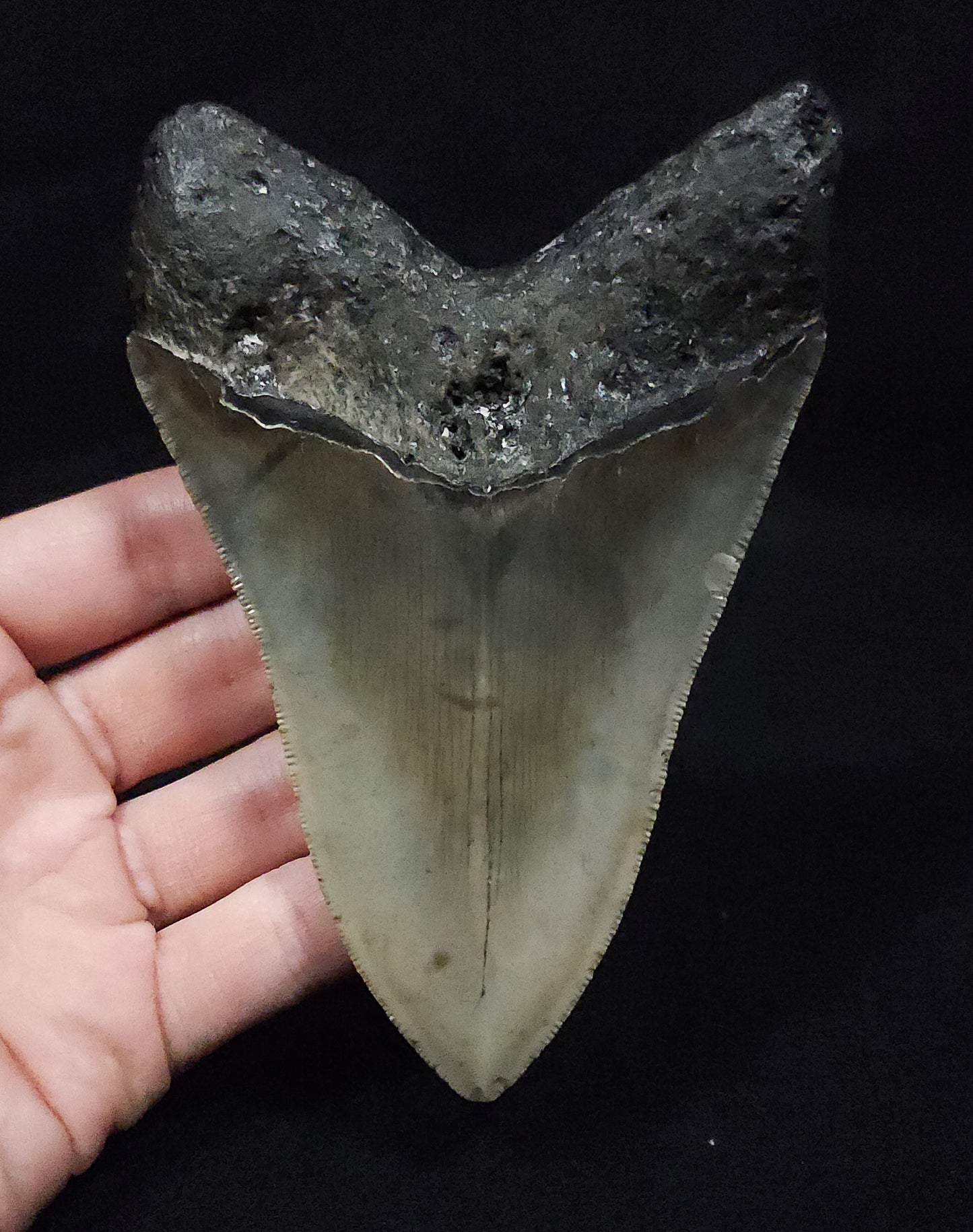 Authentic 5.03" Fossil Megalodon Tooth - Meg Ledge
