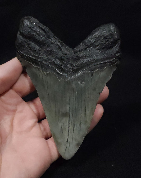 Authentic, 4.72" Fossil Megalodon Tooth - South Carolina