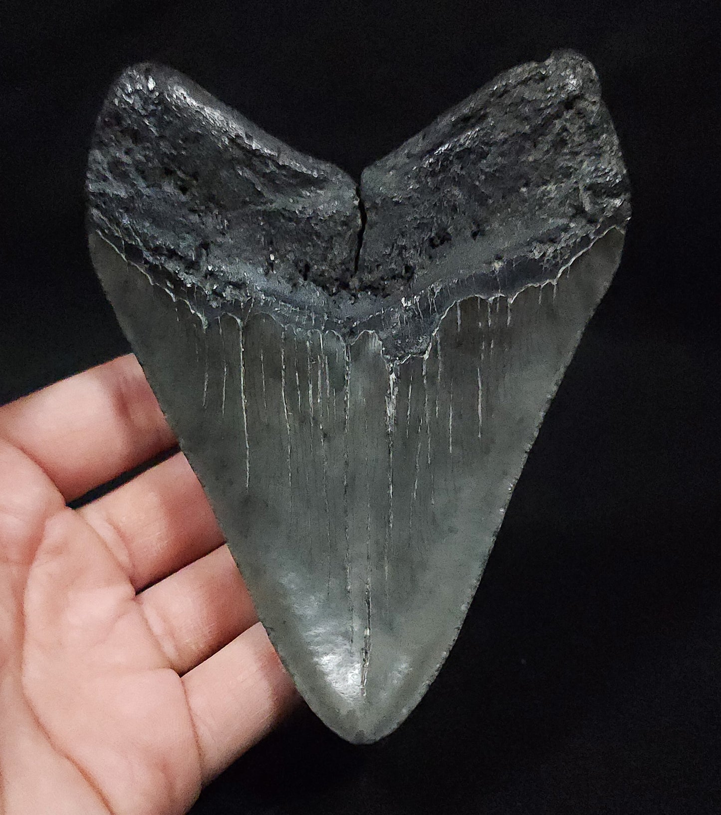 Authentic 4.80" Fossil Megalodon Tooth - South Carolina