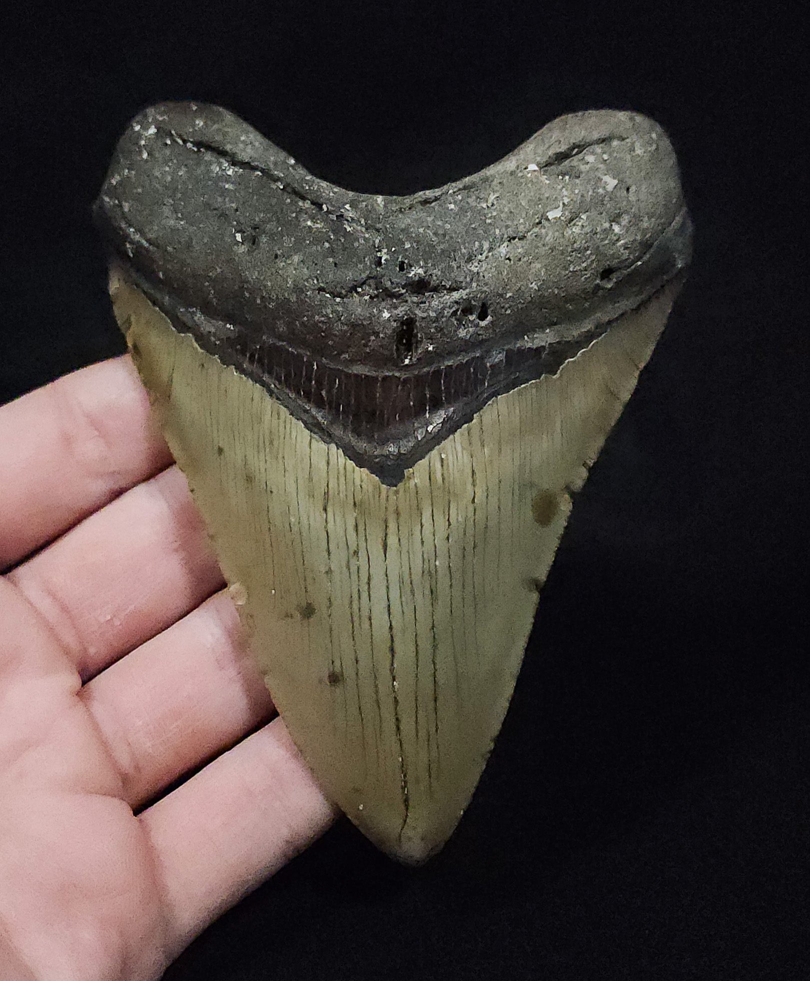 Authentic 4.62" Fossil Megalodon Tooth - Meg Ledge