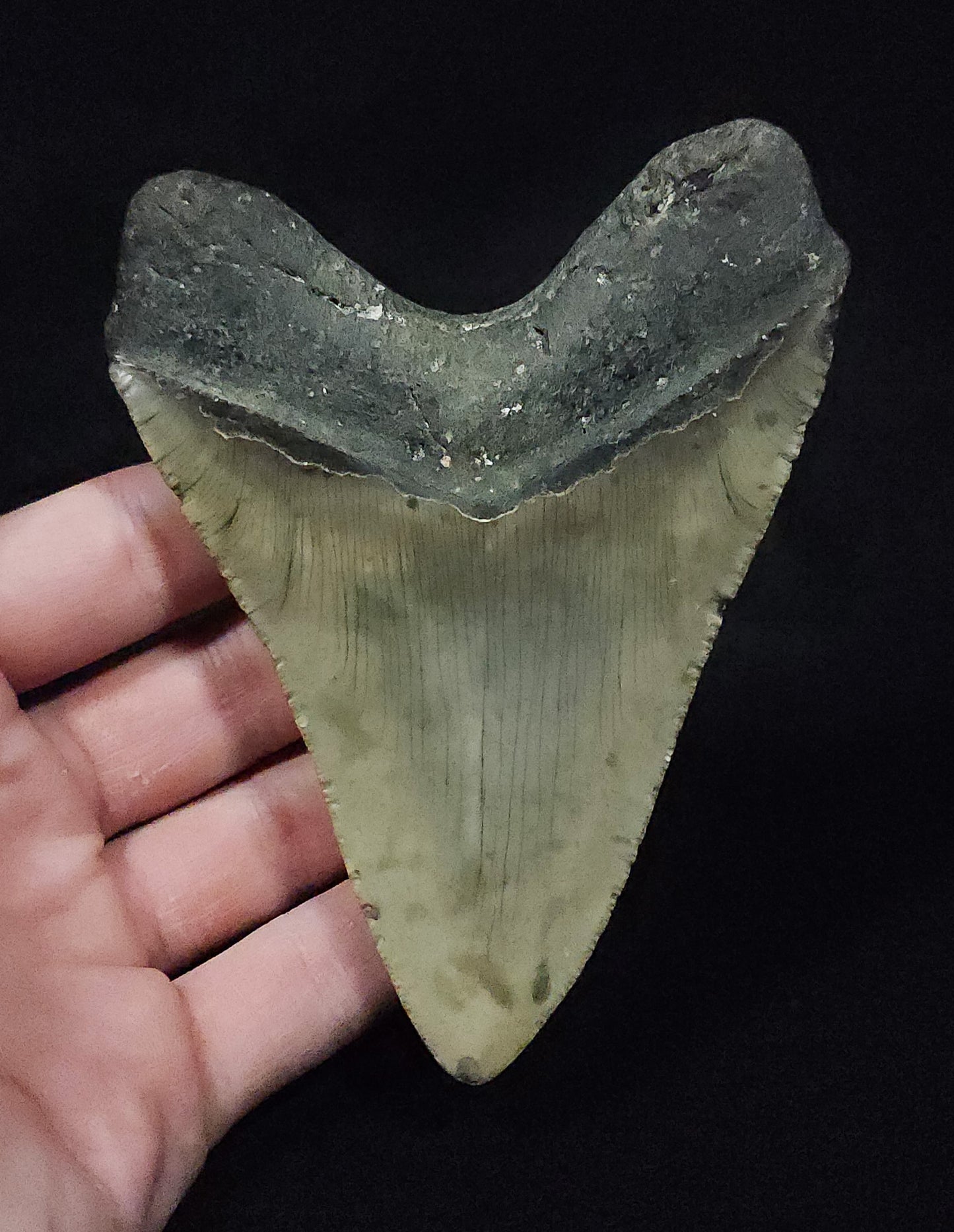 Authentic 4.62" Fossil Megalodon Tooth - Meg Ledge