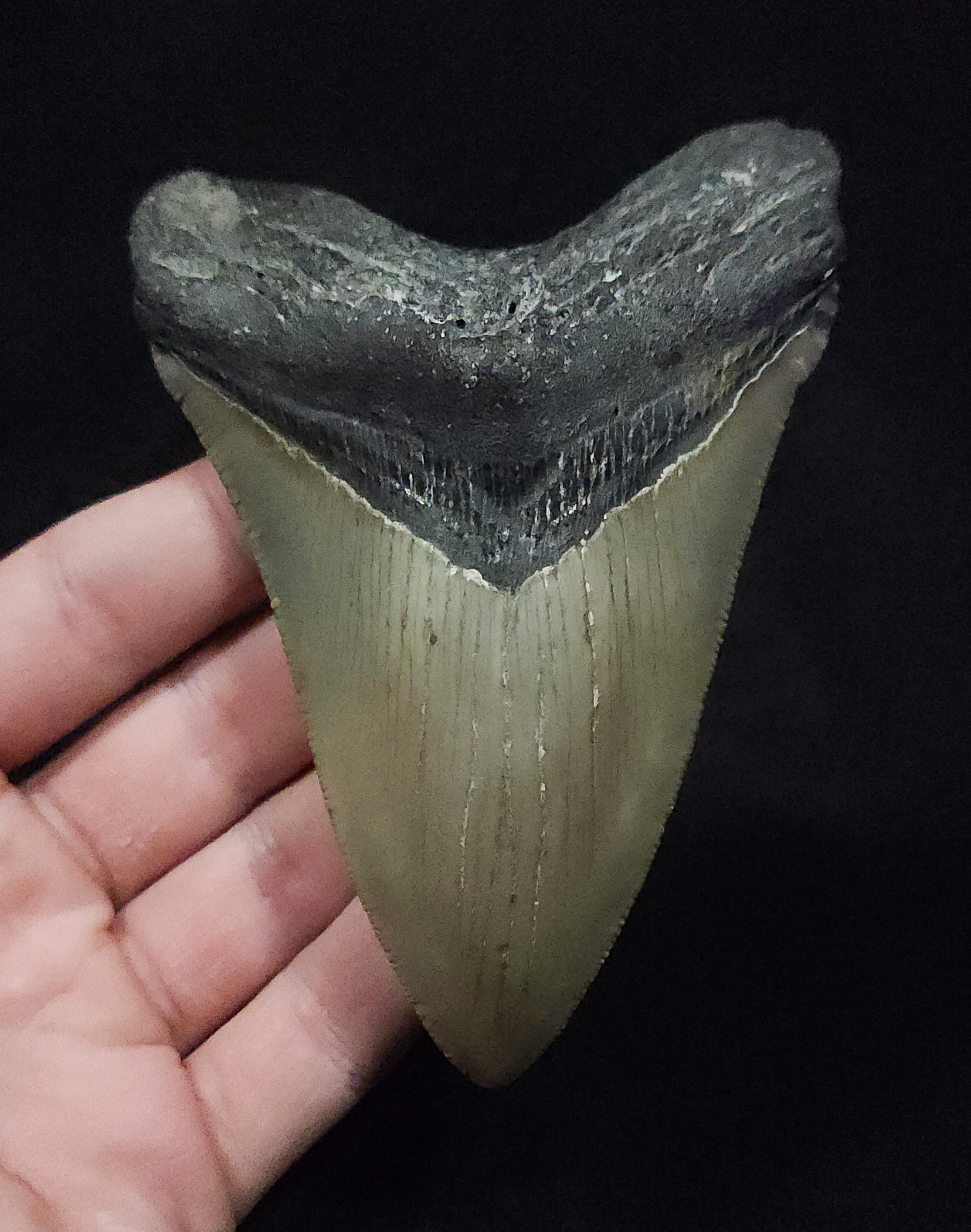 Authentic 4.52" Fossil Megalodon Tooth - Meg Ledge