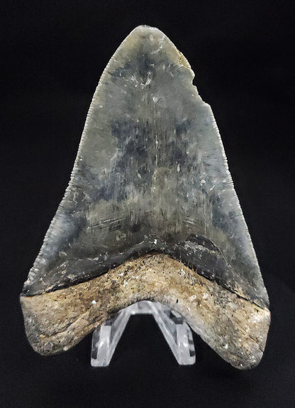Serrated, 4.61" Fossil Megalodon Tooth - Venice, Florida
