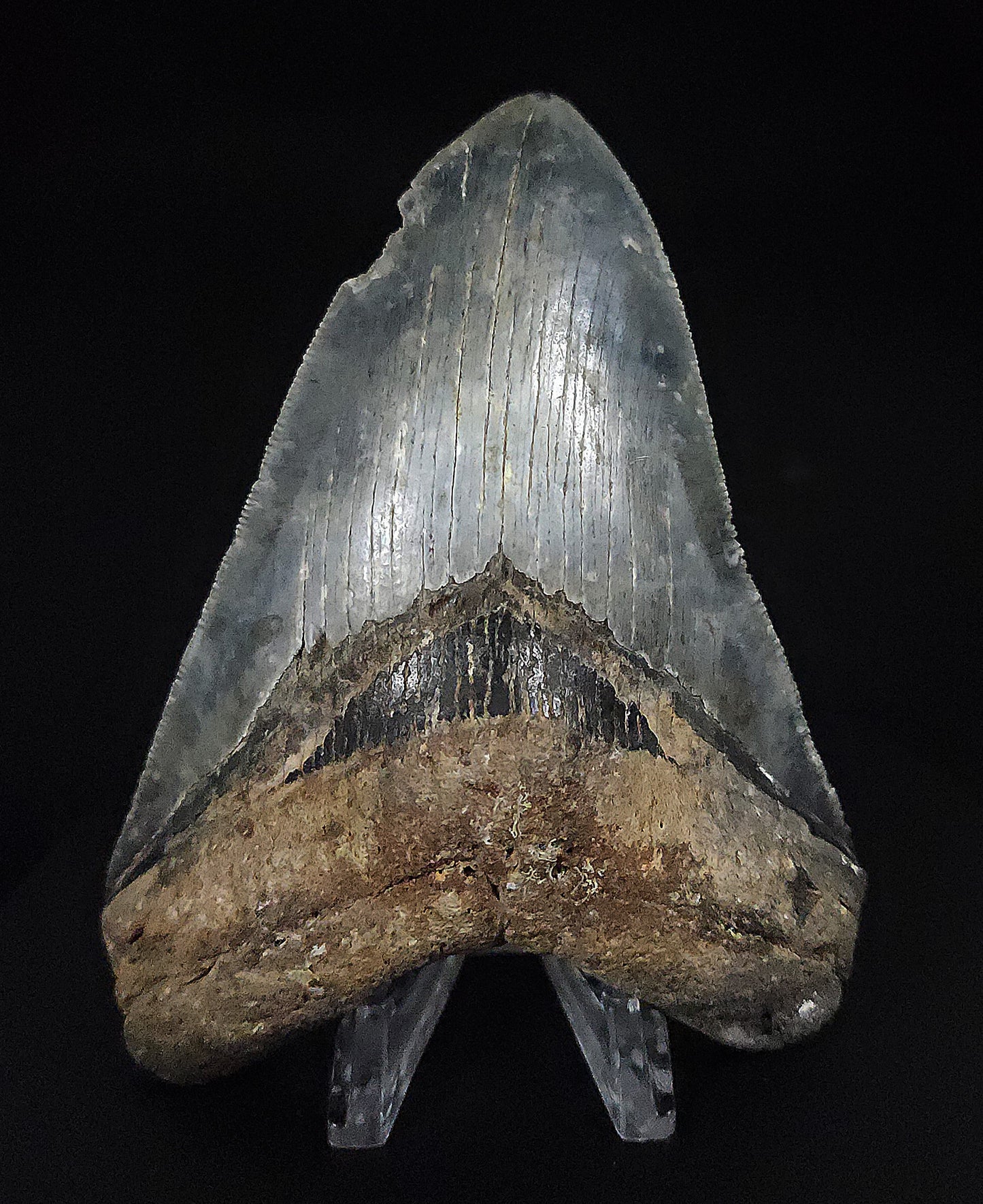 Serrated, 4.61" Fossil Megalodon Tooth - Venice, Florida
