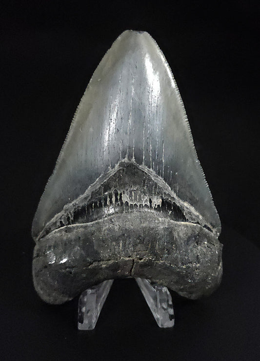 Serrated, 4.42" Fossil Megalodon Tooth - Venice, Florida