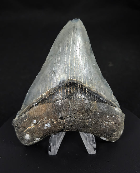 Serrated, 4.23" Fossil Megalodon Tooth - Venice, Florida