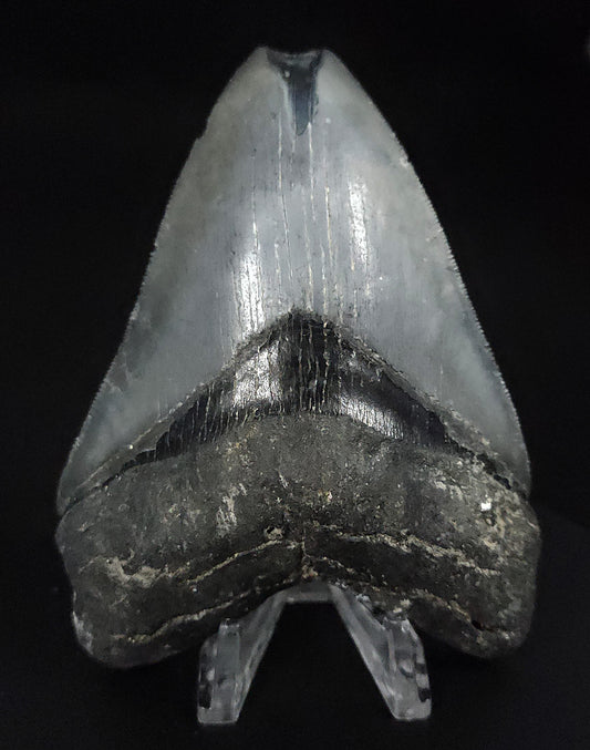 Serrated, 4.19" Fossil Megalodon Tooth - Venice, Florida