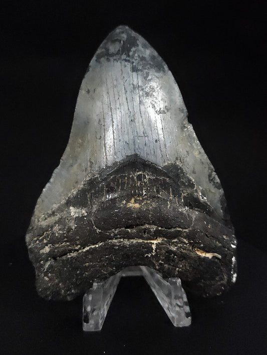 Serrated, 4.02" Fossil Megalodon Tooth - Venice, Florida