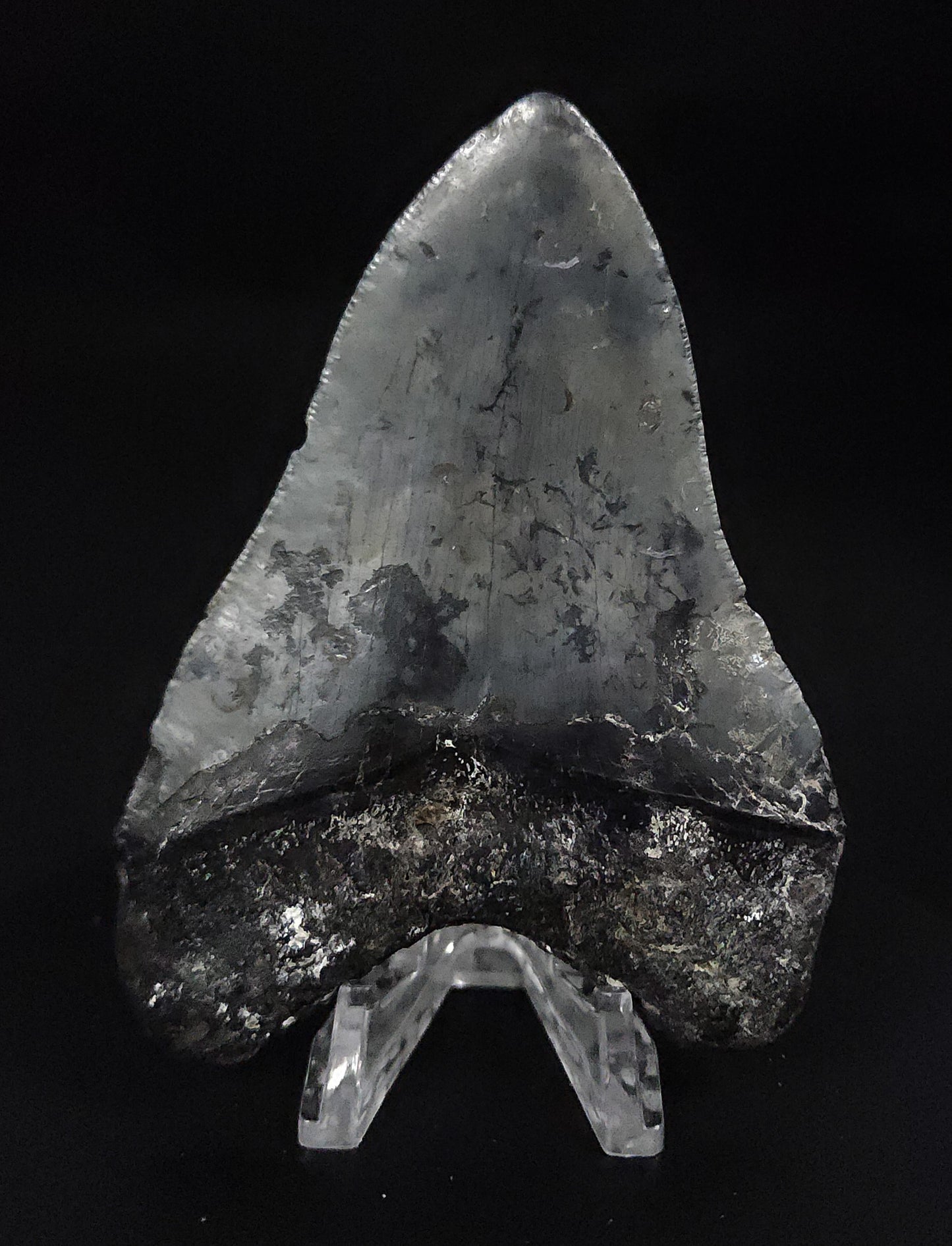 Serrated, 4.02" Fossil Megalodon Tooth - Venice, Florida