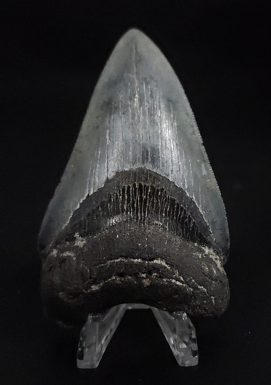 Serrated, 3.86" Fossil Megalodon Tooth - Venice, Florida