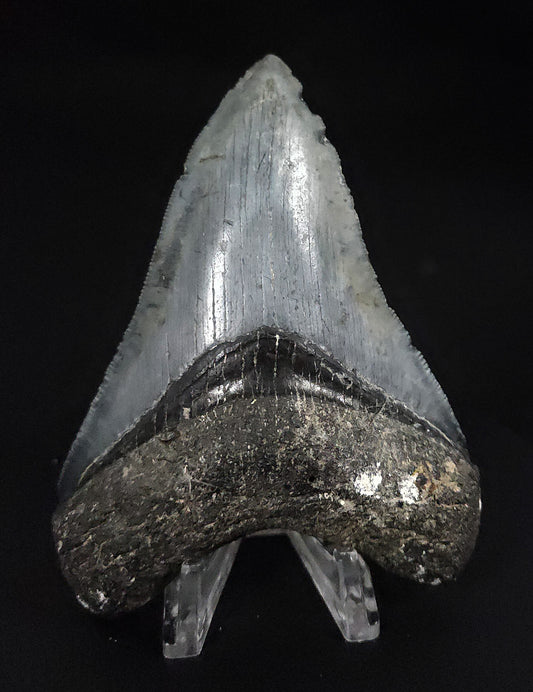 Serrated, 4.09" Fossil Megalodon Tooth - Venice, Florida