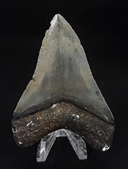 Serrated, 4.09" Fossil Megalodon Tooth - Venice, Florida
