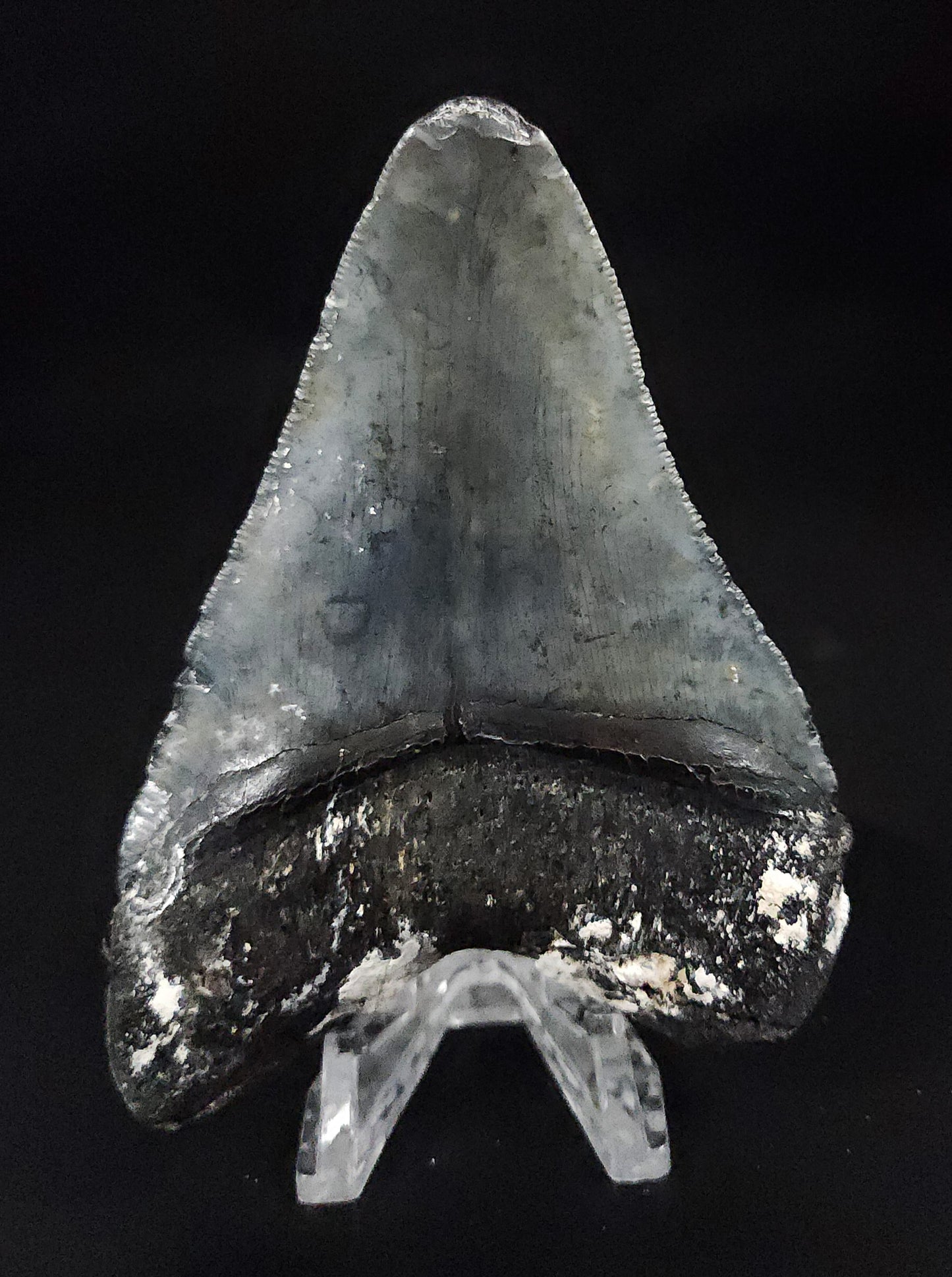 Authentic, 4.01" Fossil Megalodon Tooth - Venice, Florida