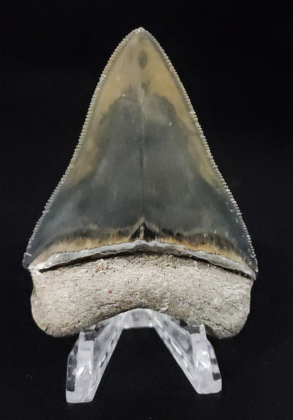 High Quality, 3.04" Fossil Megalodon Tooth - Golden Beach, Florida