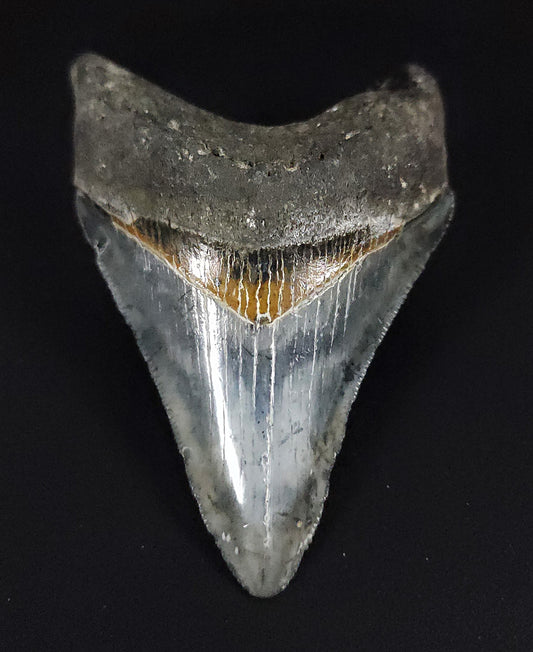Beautiful, 2.75" Fossil Megalodon Tooth - Venice, Florida