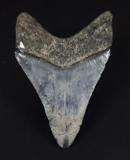 Beautiful, 2.75" Fossil Megalodon Tooth - Venice, Florida