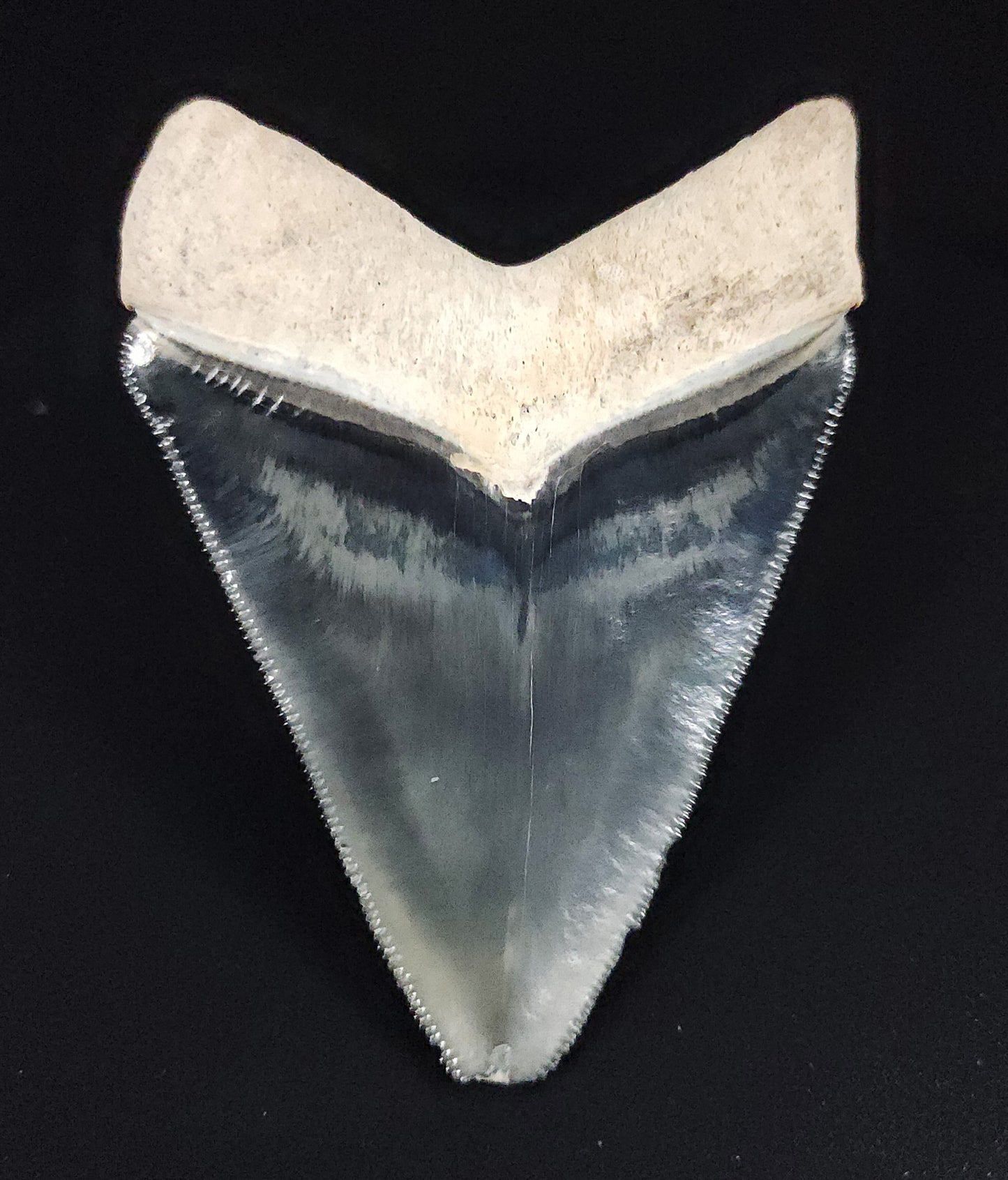 Beautiful, 2.76" Fossil Megalodon Tooth - Golden Beach, Florida