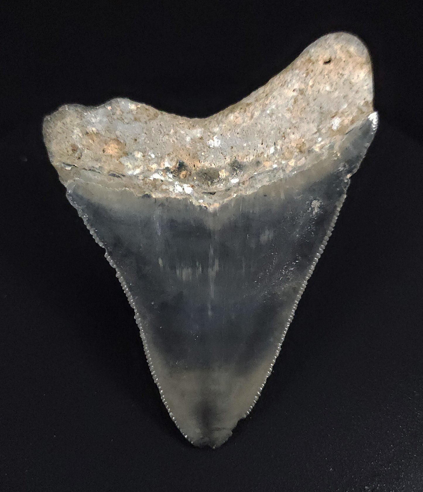 Authentic, 3.17" Fossil Megalodon Tooth - Venice, Florida