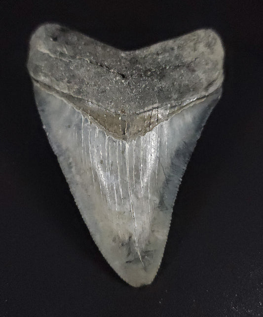 Serrated, 2.84" Fossil Megalodon Tooth - Venice, Florida