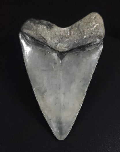 Authentic, 3.12" Fossil Megalodon Tooth - Venice, Florida