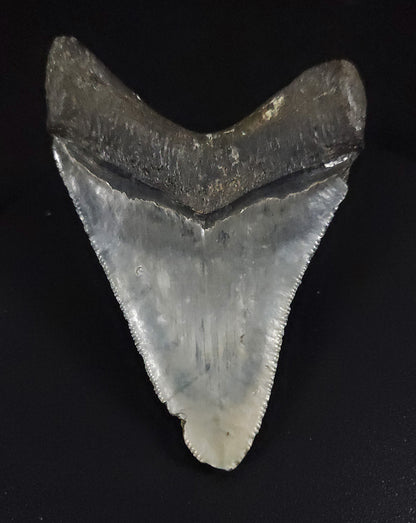 Authentic, 3.37" Fossil Megalodon Tooth - Venice, Florida