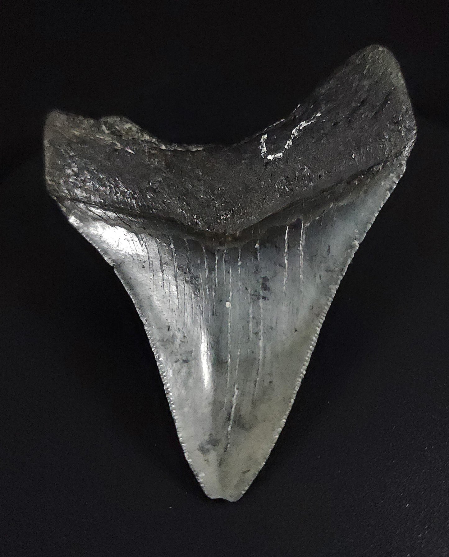 Authentic, 3.32" Fossil Megalodon Tooth - Venice, Florida