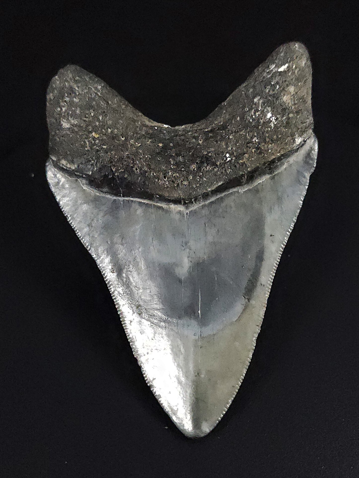 Authentic, 3.31" Fossil Megalodon Tooth - Venice, Florida