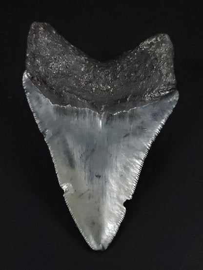 Authentic, 3.34" Fossil Megalodon Tooth - Venice, Florida