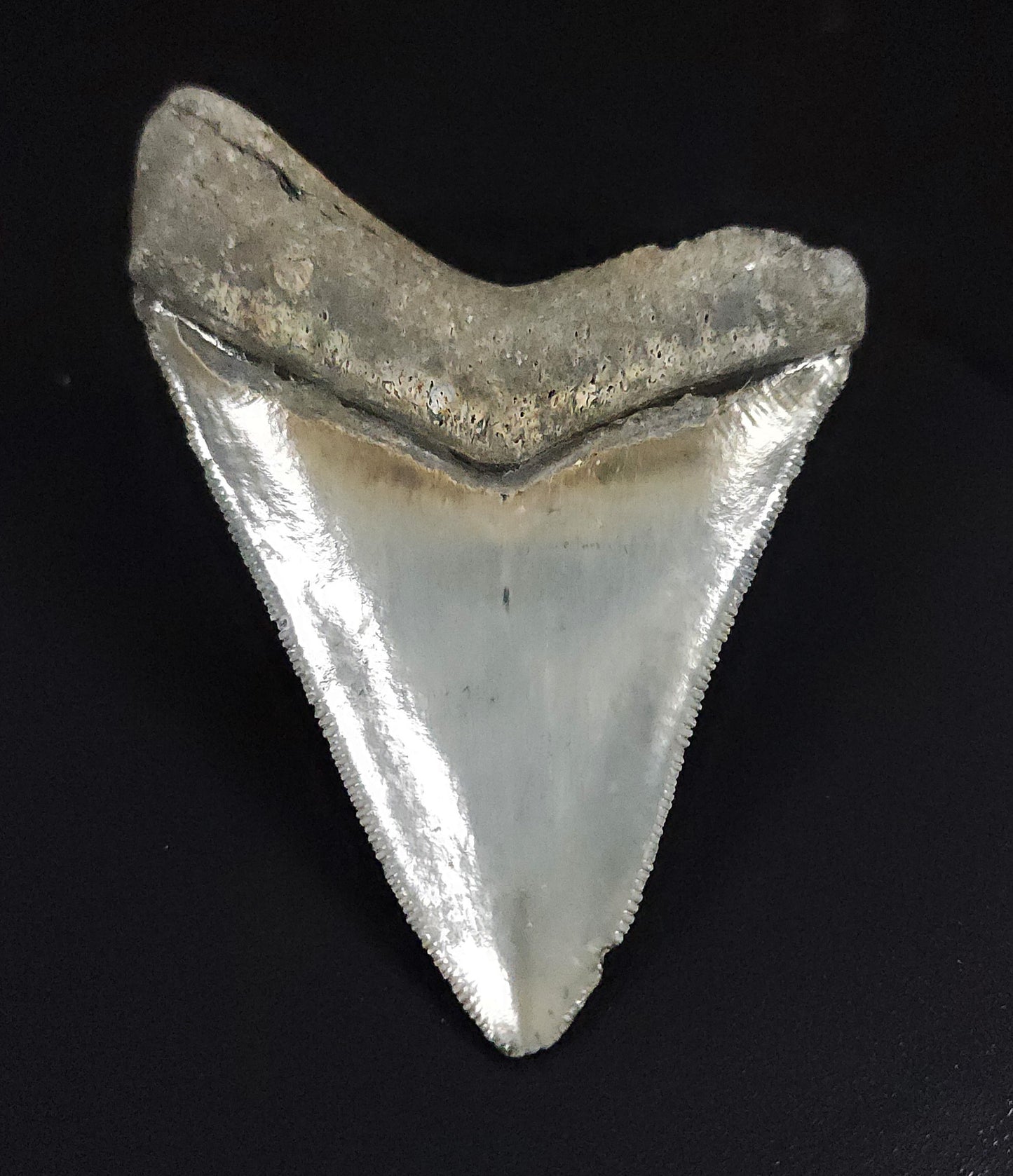 Authentic, 3.32" Fossil Megalodon Tooth - Venice, Florida