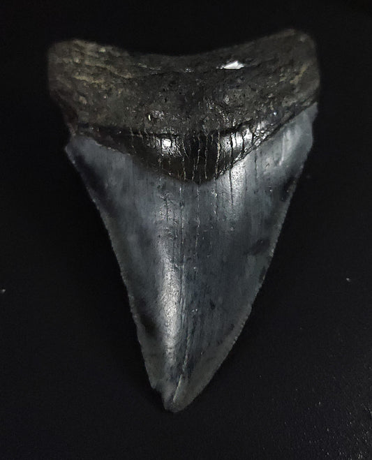Authentic, 2.92" Fossil Megalodon Tooth - Venice, Florida