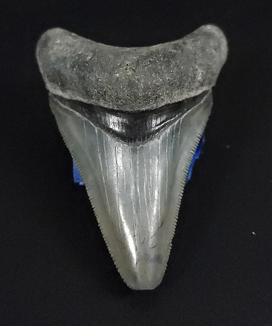 Authentic, 2.44" Fossil Megalodon Tooth - Venice, Florida