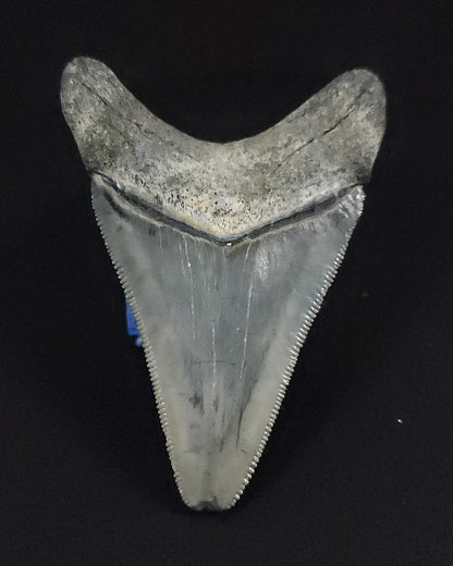 Authentic, 2.44" Fossil Megalodon Tooth - Venice, Florida