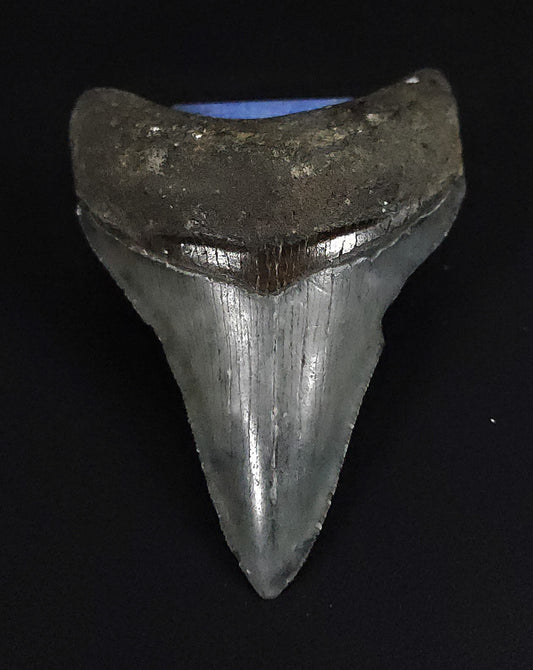 Authentic, 2.74" Fossil Megalodon Tooth - Venice, Florida